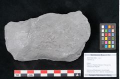 Foto (Objekt + Etikett) von Calamites sp.  (NHMW-GEO-2024-0188-10999)